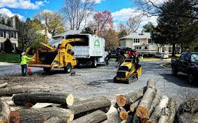 Best Fruit Tree Pruning  in Braddock Heights, MD