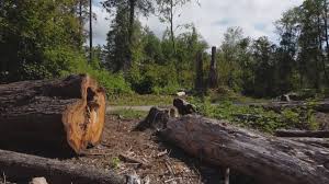 Professional Tree Removal in Braddock Heights, MD