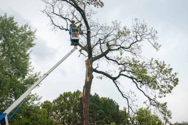 Leaf Removal in Braddock Heights, MD